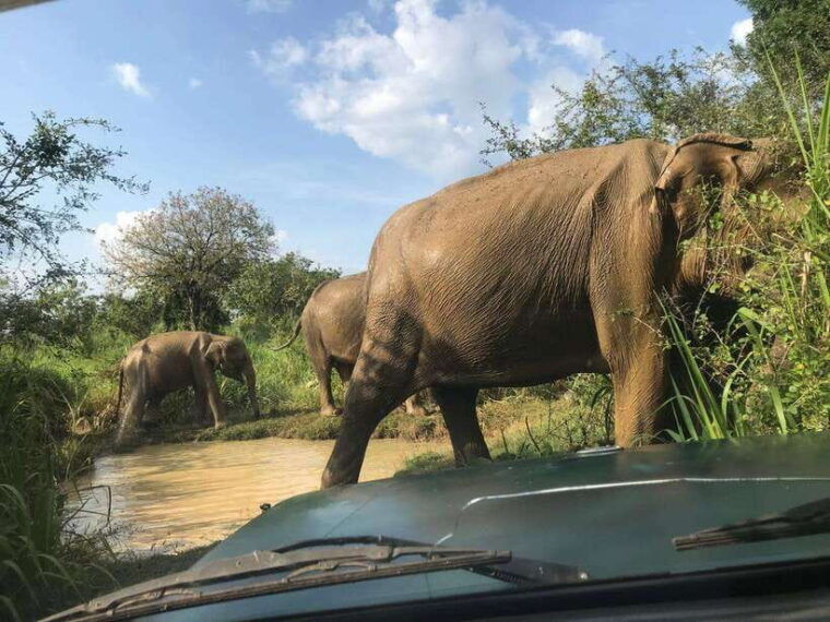from-ella-udawalawe-national-park-safari-with-elephant