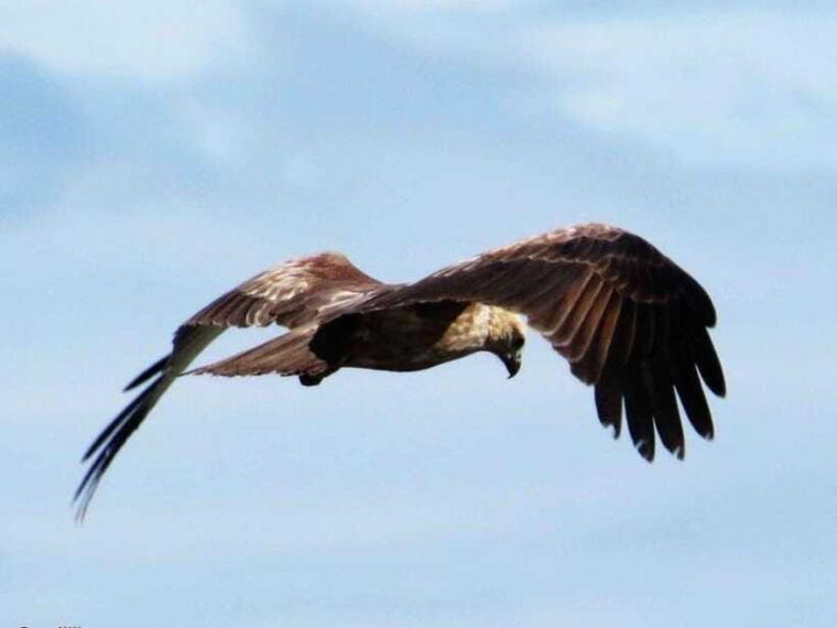 from-ella-udawalawe-yala-national-parks-2-day-tour
