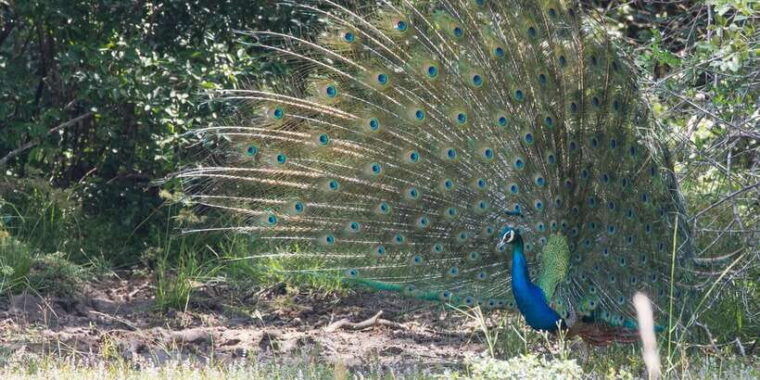 from-ella-yala-national-park-jeep-safari-tour