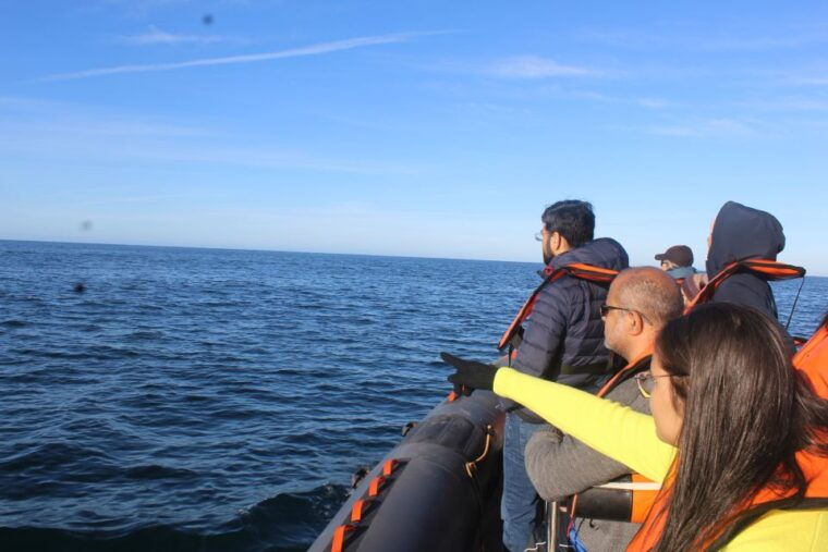 from-faro-dolphin-watching-wildlife