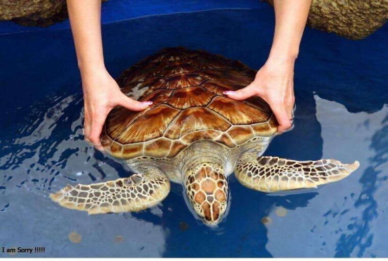 from-galle-exclusive-madu-river-safari-turtle-hatchery