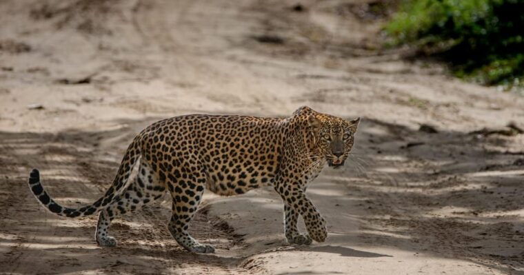 from-galle-mirissa-hikkaduwa-yala-full-day-safari-tour