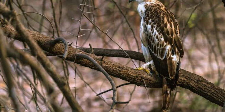 from-galle-weligama-mirissa-yala-safari-bird-park-tour