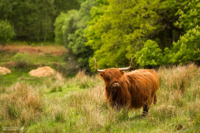 from-glasgow-scottish-highlands-isle-of-skye-5-day-tour