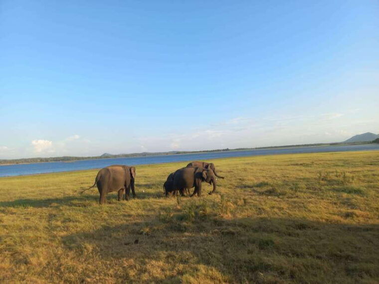 from-habarana-minneriya-national-park-4x4-jeep-safari