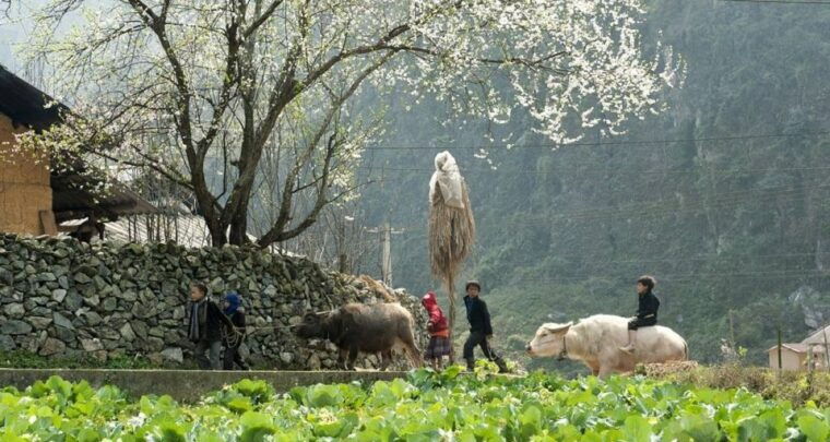 from-hanoi-3-day-sapa-trek-with-guide-homestay-and-meals