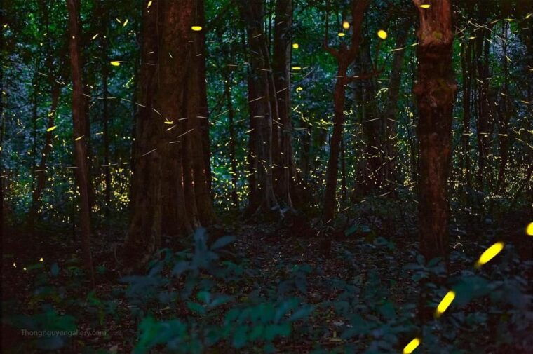 from-hanoi-explore-fresh-nature-see-wild-animal-fireflies
