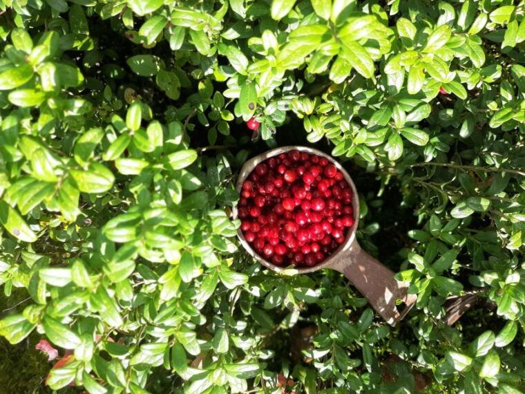 from-helsinki-berry-picking-day-trip-in-a-national-park