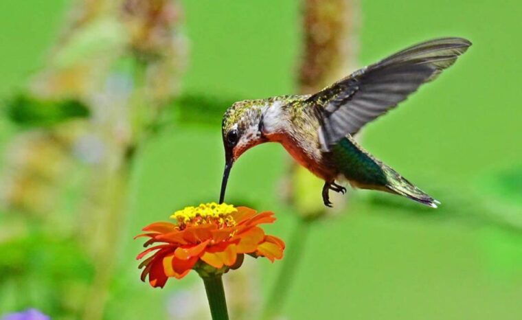 from-iguazu-excursion-to-the-iguazu-biocenter