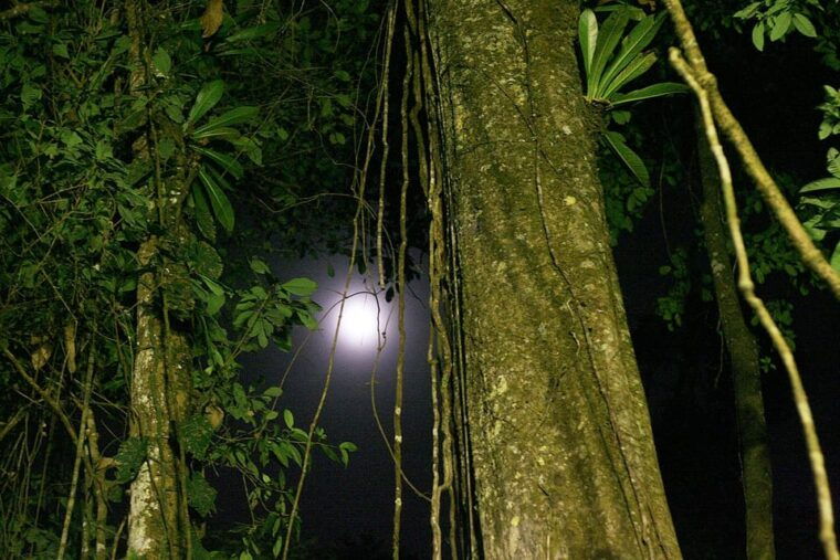 from-iquitos-6-day-amazon-rainforest-tour-2