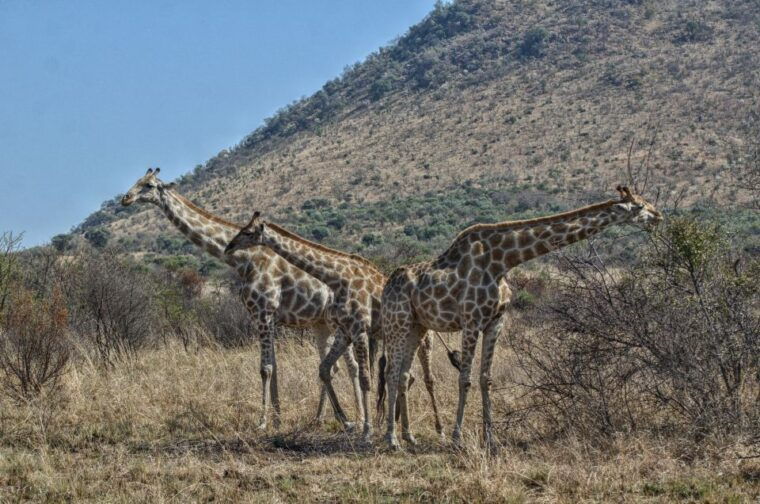 from-johannesburg-pilanesberg-nature-reserve-game-safari