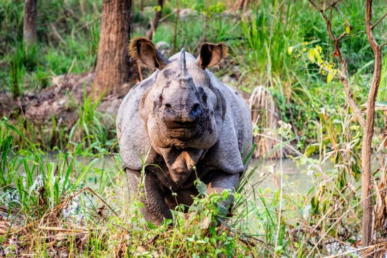 from-kathmandu-pokhara-private-3-day-chitwan-safari-tour
