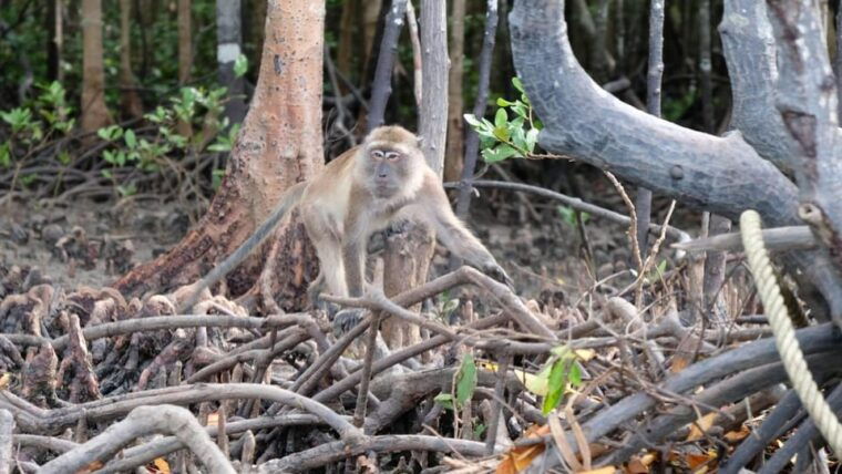 from-ko-lanta-mangrove-eco-excursion-by-longtail-boat