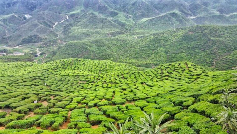 from-kuala-lumpur-cameron-highlands-day-tour-with-lunch
