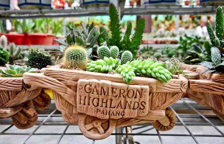 from-kuala-lumpur-cameron-highlands-full-day-tour