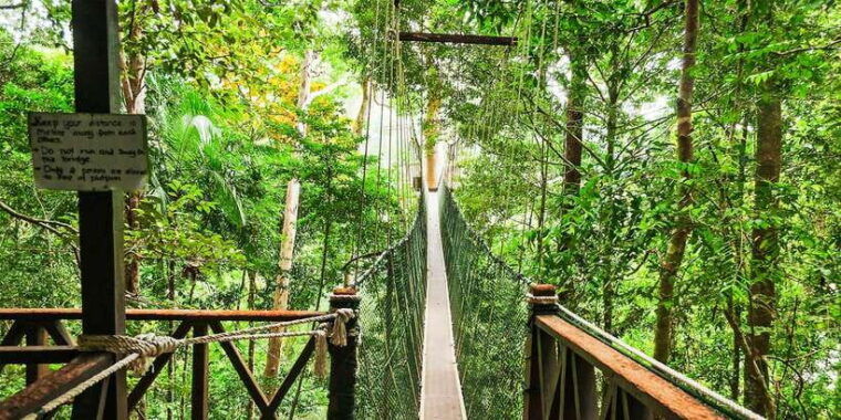 from-kuala-lumpur-full-day-taman-negara-national-park