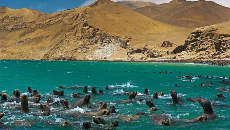 from-lima-full-day-tour-of-paracas-and-huacachina-oasis