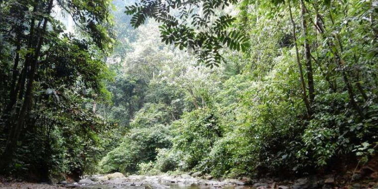 from-medan-4-day-tour-to-bukit-lawang-incl-jungle-trek