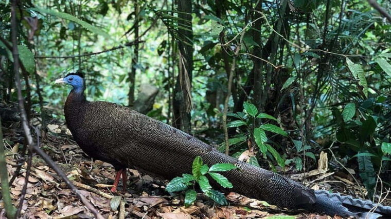 from-medan-bukit-lawang-orangutan-tour-mt-leuser