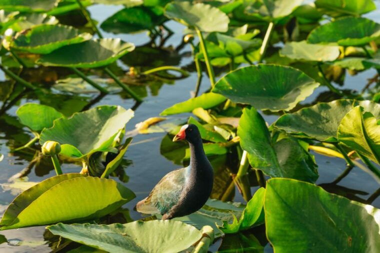 from-miami-everglades-airboat-wildlife-show-bus-transfer