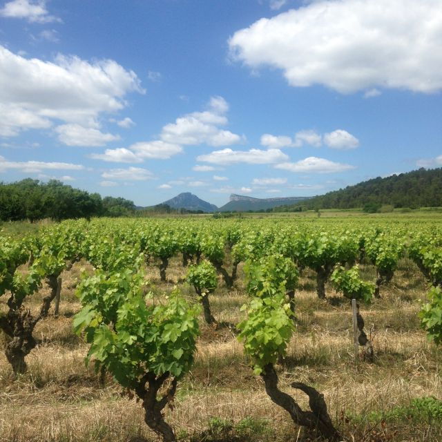 from-montpellier-pic-saint-loup-wine-and-food-tour