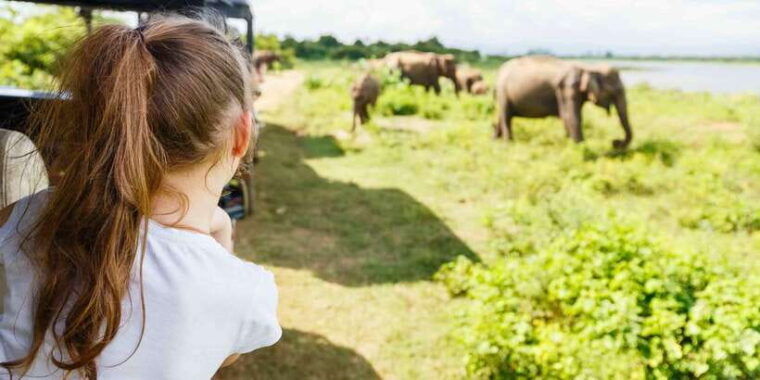 from-negombo-minneriya-national-park-safari-tour