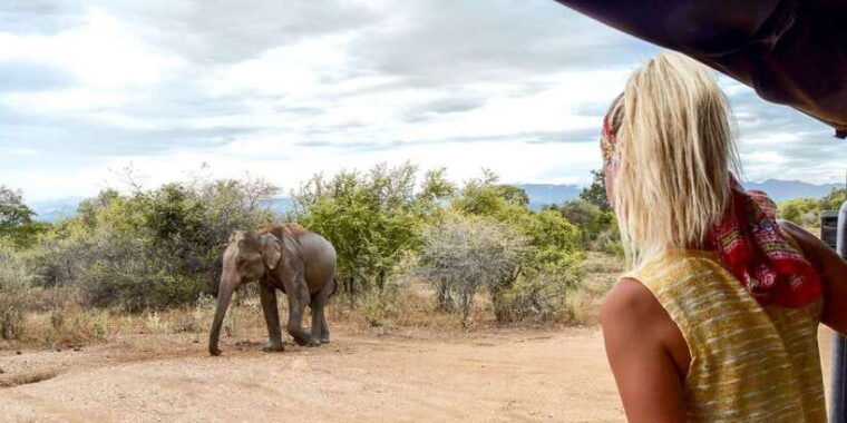 from-negombo-udawalawa-national-park-wildlife-safari
