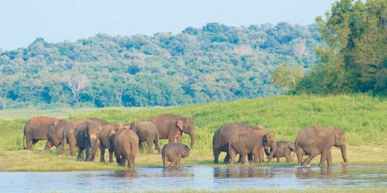 from-negombo-wilpattu-national-park-safari-guided-day-tour