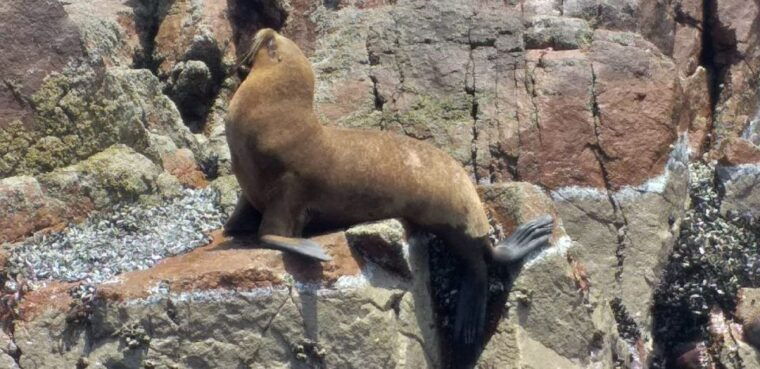 from-paracas-ballestas-island-cruise-paracas-reserve-tour