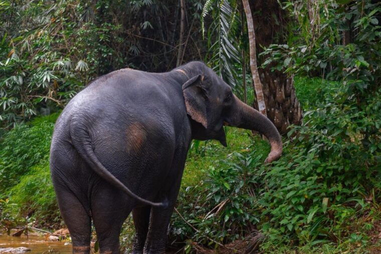 from-phuket-khao-lak-elephant-sanctuary-full-day-tour