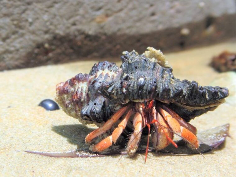 from-phuket-khaolak-surin-islands-snorkeling-day-trip