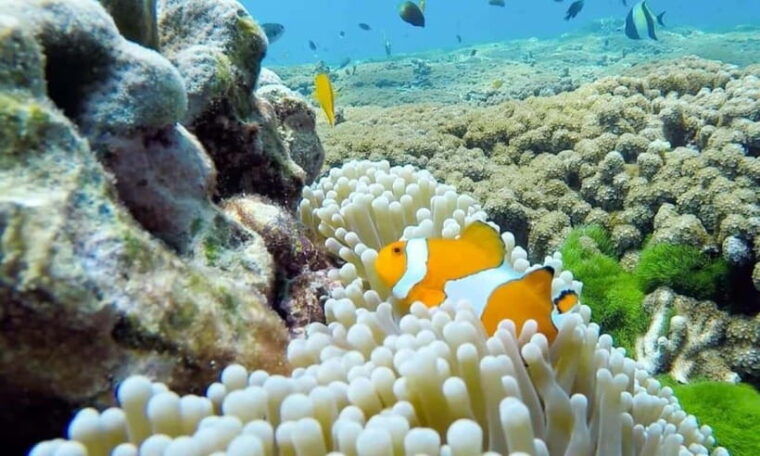 from-phuket-similan-islands-day-trip