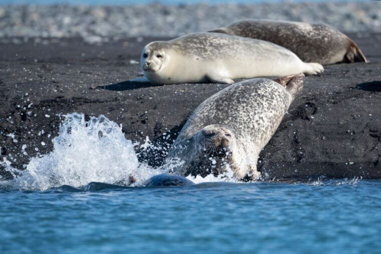 from-reykjavik-3-day-tour-of-the-wild-westfjords