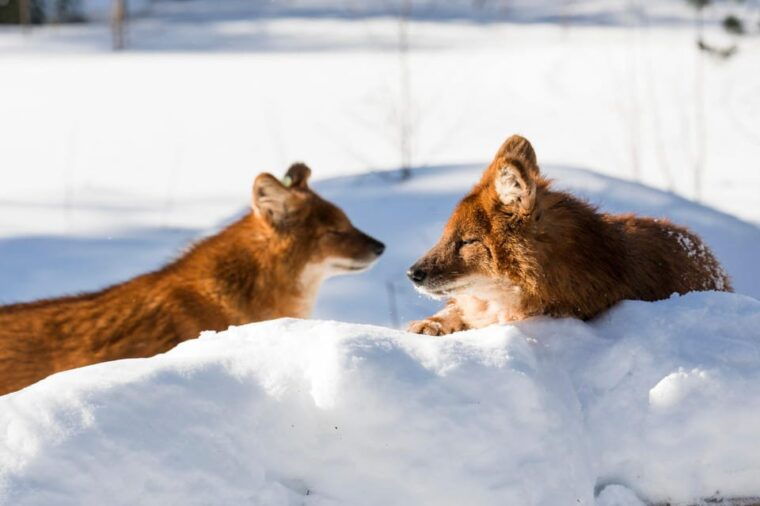 from-rovaniemi-family-friendly-visit-to-ranua-wildlife-park