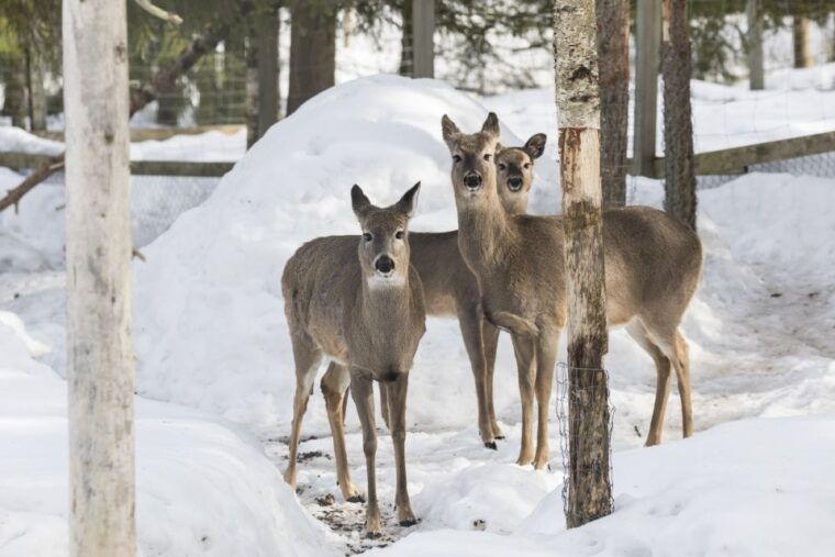 from-rovaniemi-ranua-wildlife-park-experience