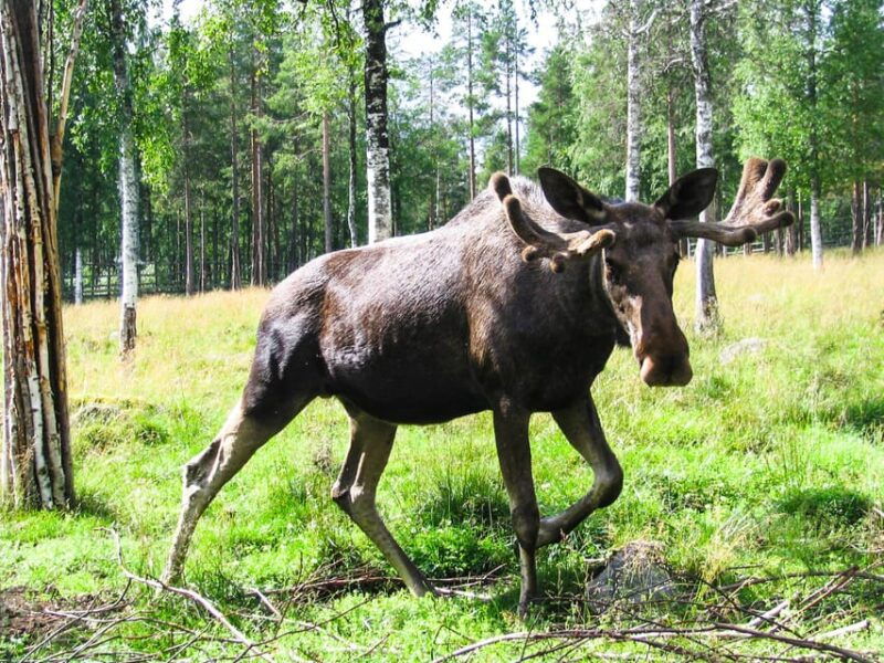 from-rovaniemi-visit-wildlife-park-in-ranua