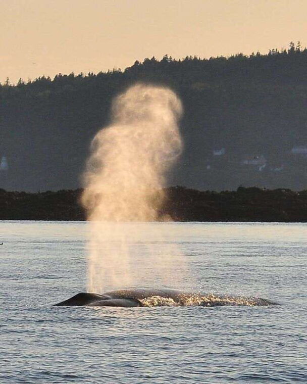 from-saint-john-saint-andrews-whale-watching-tour