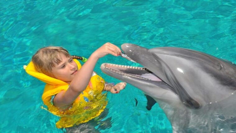 from-side-dolphin-and-seal-show-ticket-with-hotel-transfers