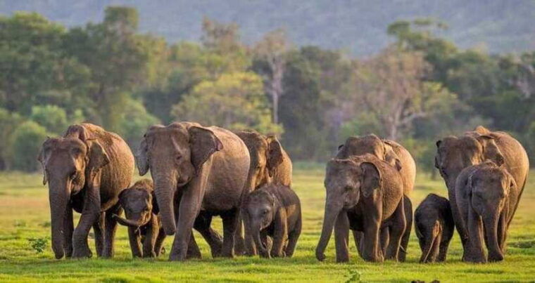 from-sigiriya-minneriya-national-park-elephant-safari