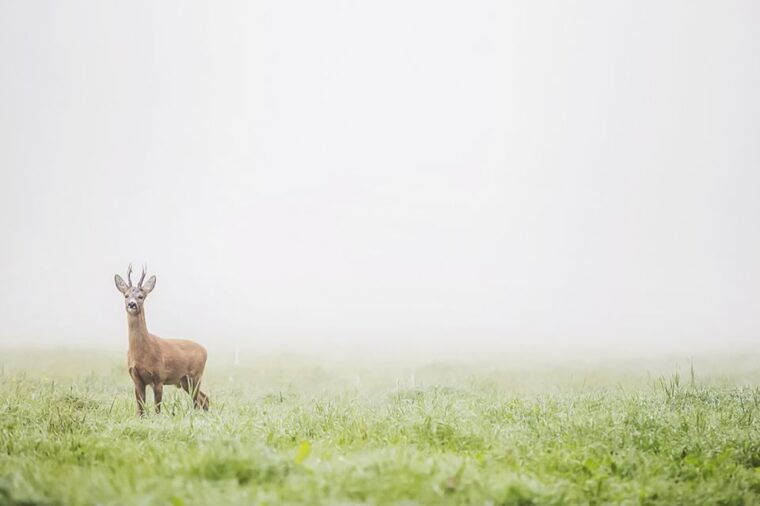 from-stockholm-wildlife-safari-with-campfire-dinner