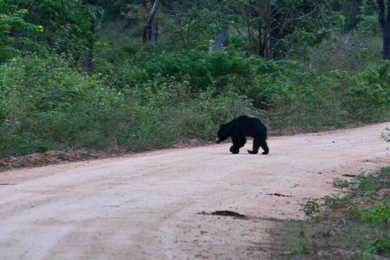 from-tangalle-yala-national-park-safari-with-drop-ella