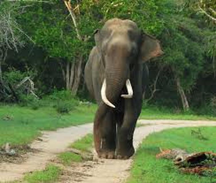 from-udawalawe-national-park-thrilling-full-day-safari