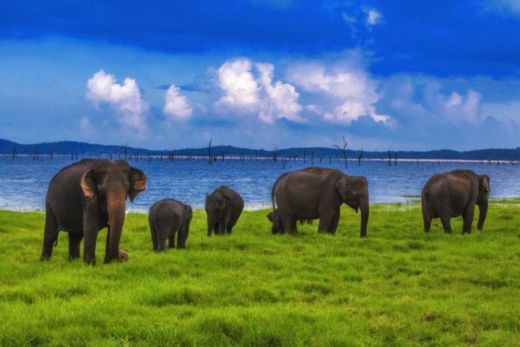 from-udawalawe-national-park-thrilling-half-day-safari