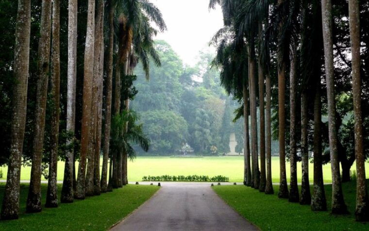 from-west-coast-kandy-pinnawala-botanical-tea-gardens