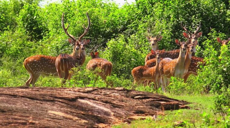from-yala-yala-national-park-thrilling-full-day-safari
