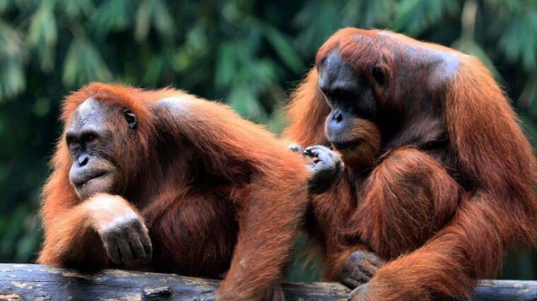 full-day-at-sepilok-orangutan-sun-bear-sandakan-city-tour