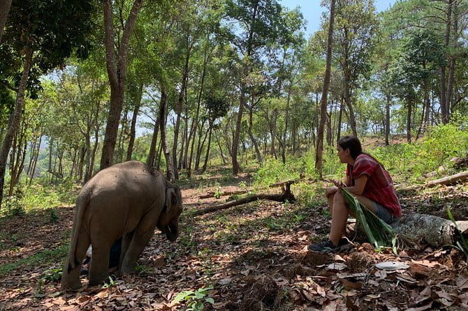 Full Day Elephant Bathing and Bamboo Rafting Tour in Chiang Mai - Final Thoughts