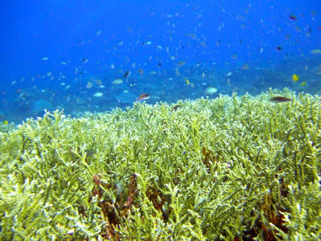 full-day-guided-snorkeling-tour-from-kota-kinabalu