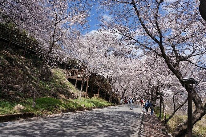 Full-day Hadong, Gwangyang, Cherry blossom, Green Tea Fields Private Tour - FAQ