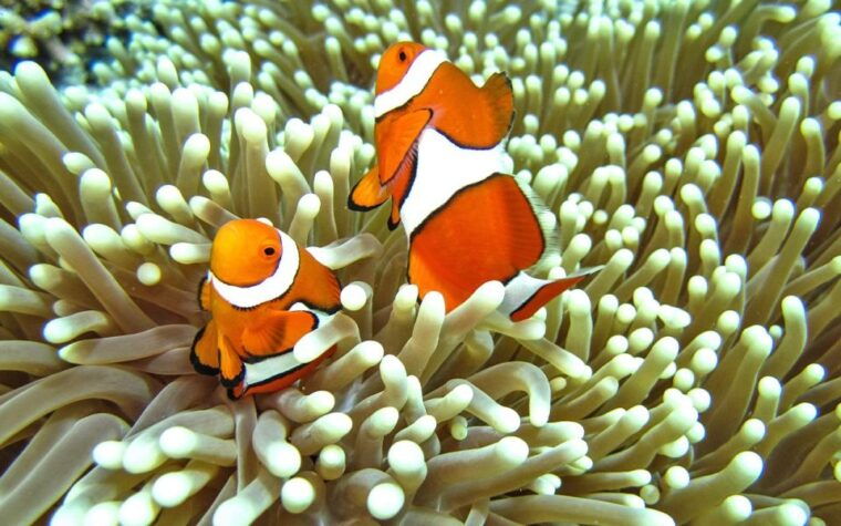 full-day-koh-lipe-7-points-snorkeling-experience-with-lunch